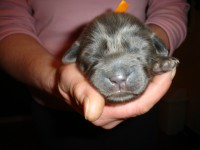 /album/anny/anny-ja-mam-uz-950-g-jpg/